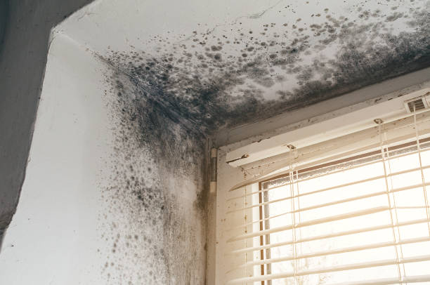 Affordable Basement Mold Removal solutions in Parsippany, NJ