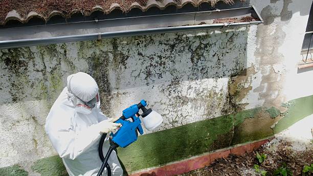 Top rated local Basement Mold Removal specialists in Parsippany, NJ
